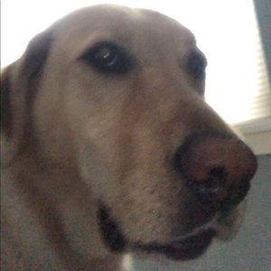 Meet your Posher, Isabella